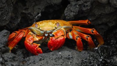 صورة لـ كيف حصل مطورو GandCrab Ransomware على تسعة أرقام من الأرباح | GandCrab-Featured