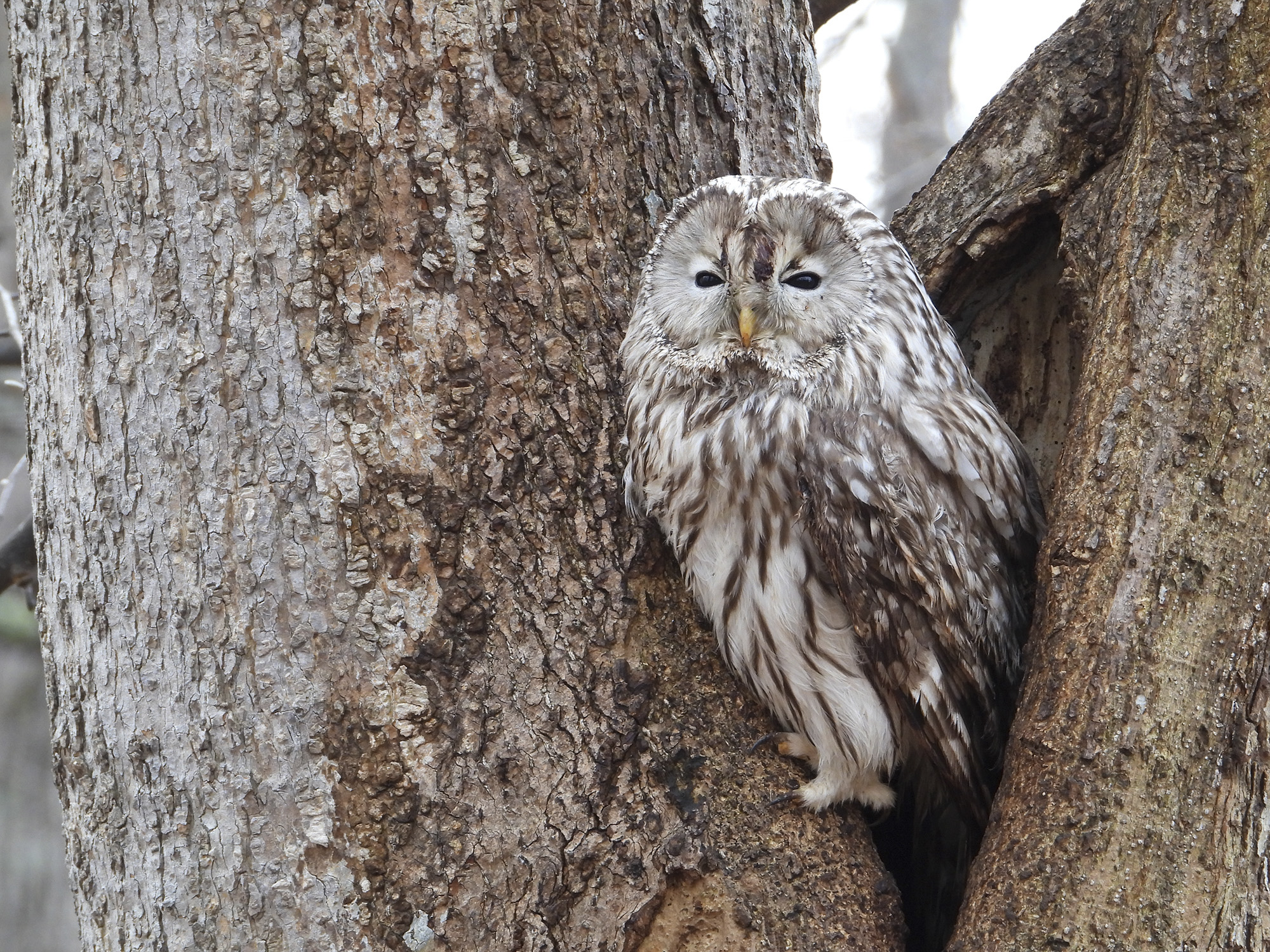 Owl nestled in a tree, taken with the Nikon Coolpix P1100 superzoom camera